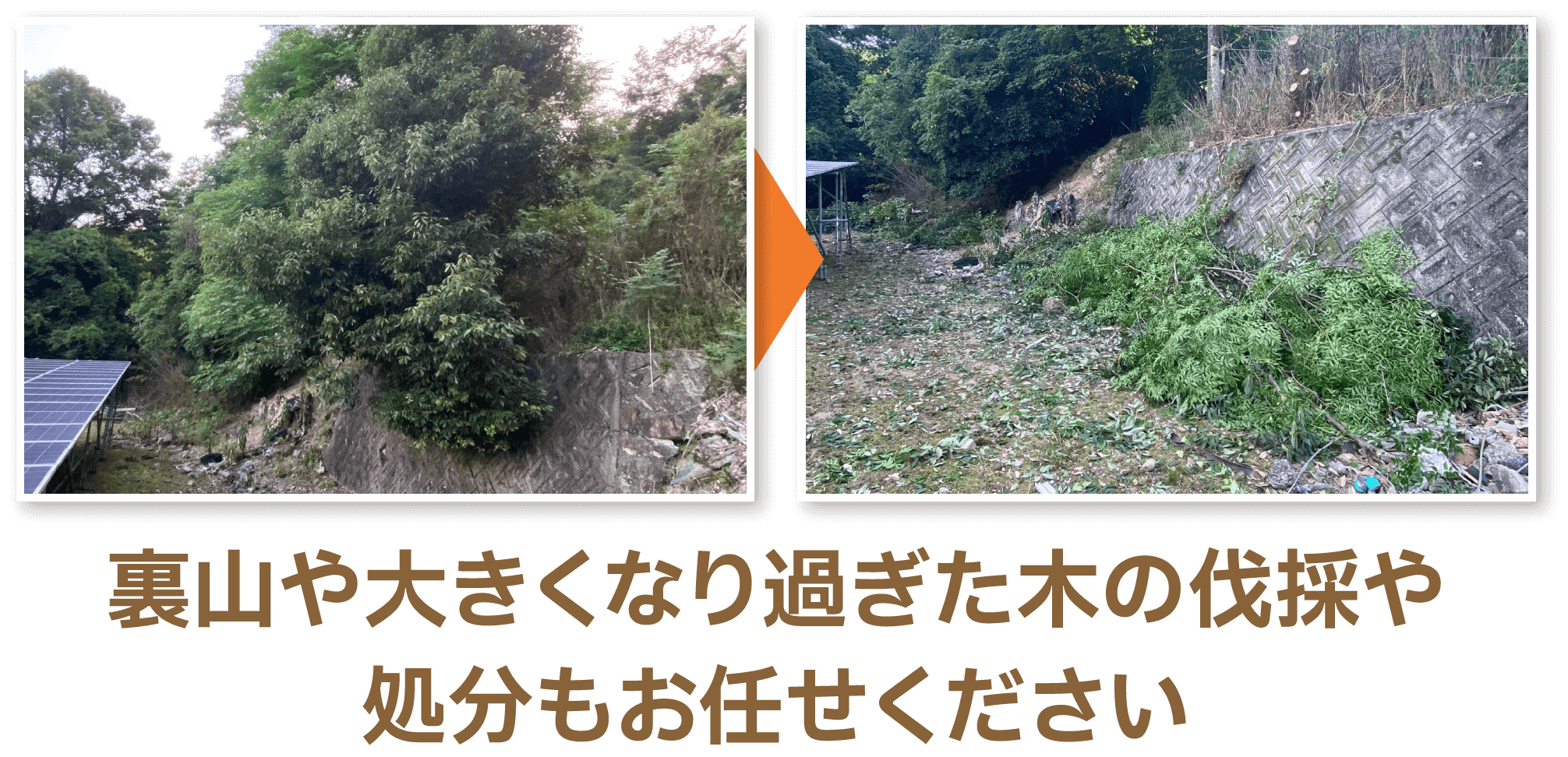 裏山や大きくなり過ぎた木の伐採や処分もお任せください